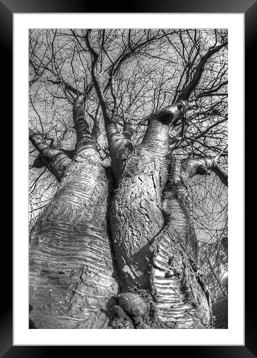 The love trees Framed Mounted Print by Jonathan Pankhurst