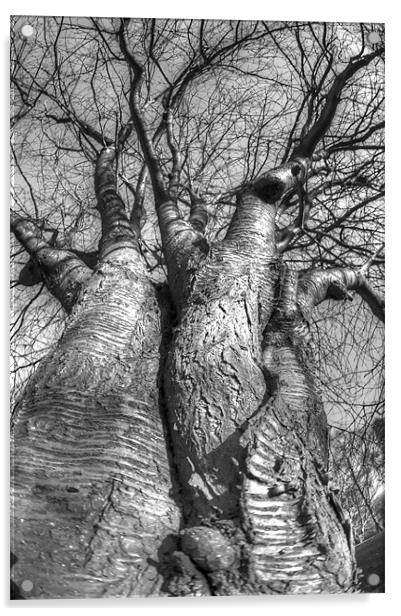 The love trees Acrylic by Jonathan Pankhurst