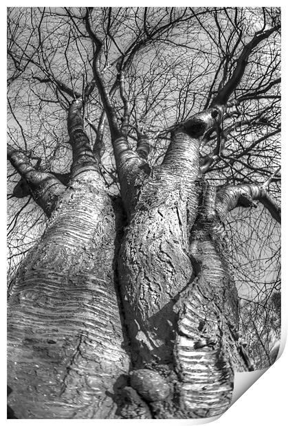 The love trees Print by Jonathan Pankhurst