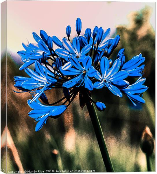 Blue Agapanthus Canvas Print by Mandy Rice