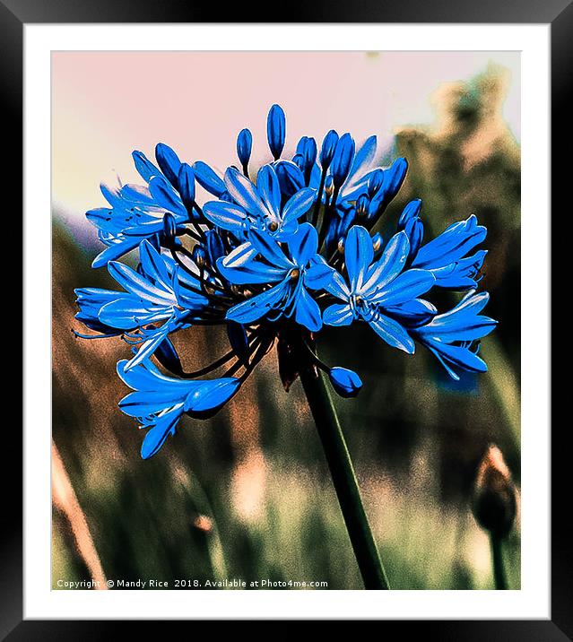 Blue Agapanthus Framed Mounted Print by Mandy Rice