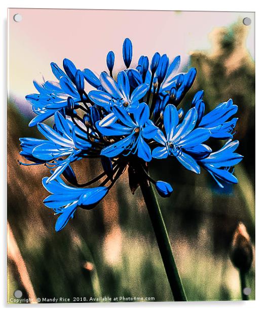 Blue Agapanthus Acrylic by Mandy Rice