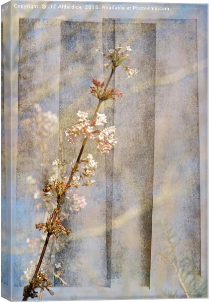 Viburnum Flowers Canvas Print by LIZ Alderdice