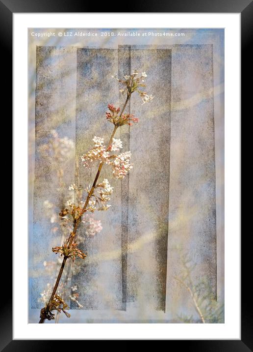 Viburnum Flowers Framed Mounted Print by LIZ Alderdice