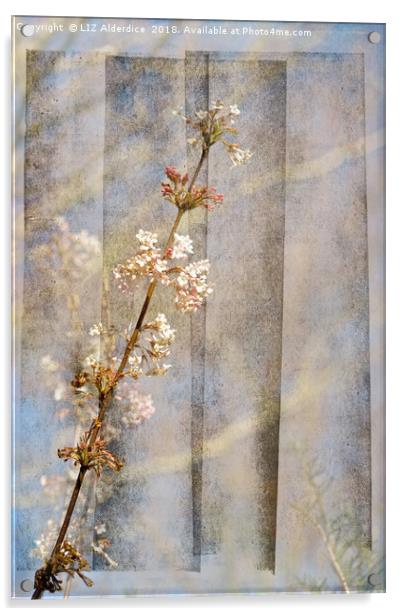Viburnum Flowers Acrylic by LIZ Alderdice