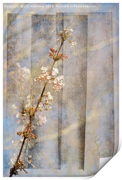 Viburnum Flowers Print by LIZ Alderdice