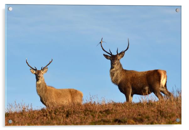 Red Deer Stags Acrylic by Macrae Images