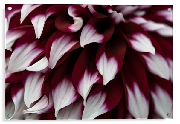 Moody dahlia petals Acrylic by Anna Anisimova