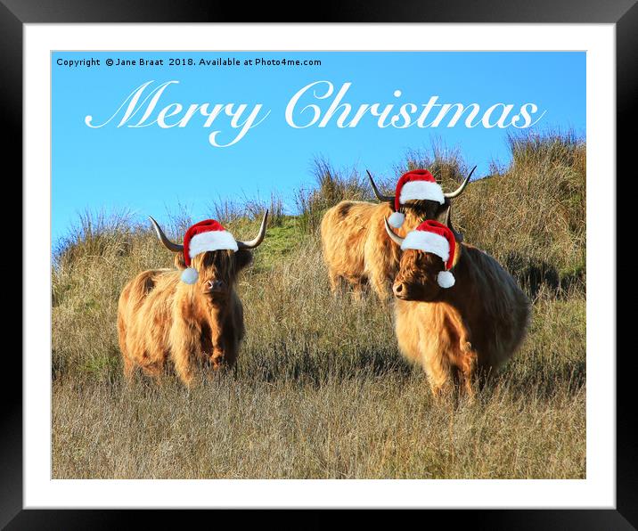 Festive Highland Cows of Cladich Framed Mounted Print by Jane Braat