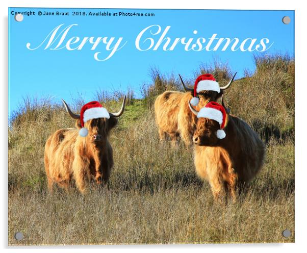 Festive Highland Cows of Cladich Acrylic by Jane Braat