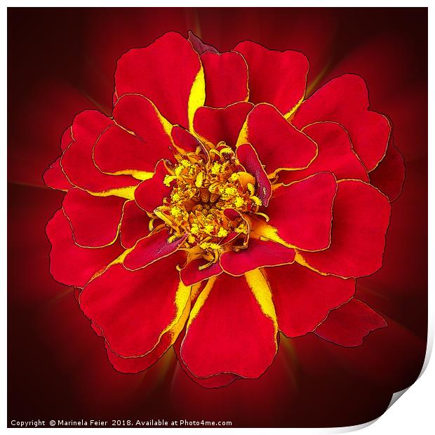 bright red marigold Print by Marinela Feier