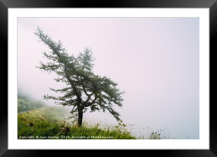 Lonely tree in the mist Framed Mounted Print by Juan Jimenez