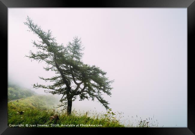 Lonely tree in the mist Framed Print by Juan Jimenez
