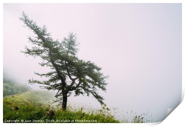 Lonely tree in the mist Print by Juan Jimenez