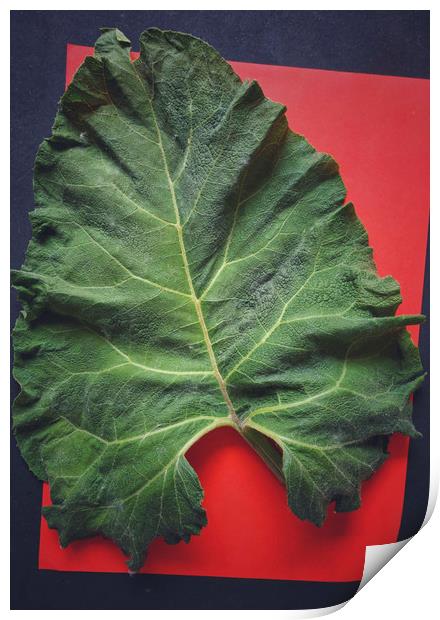 Burdock leaf Print by Larisa Siverina