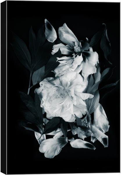 White peonies on black background Canvas Print by Larisa Siverina