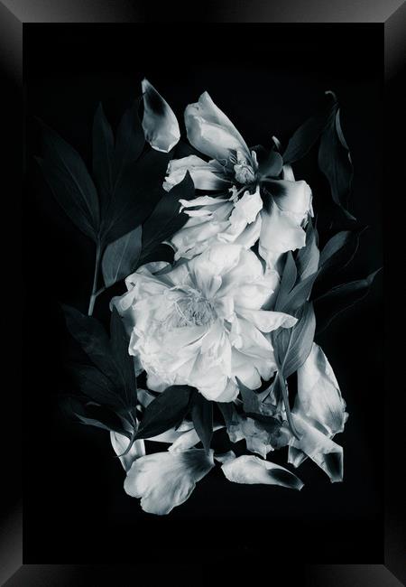 White peonies on black background Framed Print by Larisa Siverina