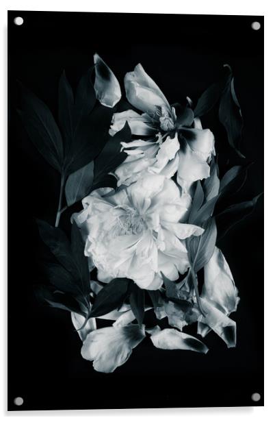 White peonies on black background Acrylic by Larisa Siverina