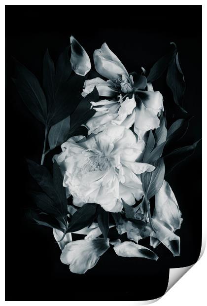 White peonies on black background Print by Larisa Siverina