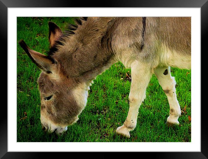 Grazin Donkey! Framed Mounted Print by Louise Godwin