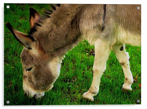 Grazin Donkey! Acrylic by Louise Godwin