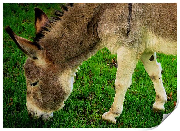 Grazin Donkey! Print by Louise Godwin