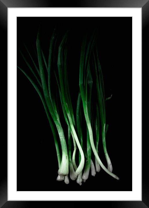 Green onion Framed Mounted Print by Larisa Siverina