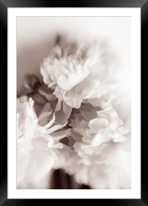 White peony Framed Mounted Print by Larisa Siverina