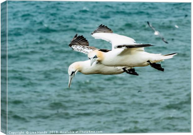 Gannets 1 Canvas Print by Lisa Hands