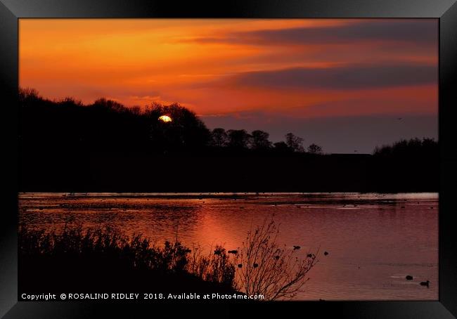 "Sun going down at the lake" Framed Print by ROS RIDLEY