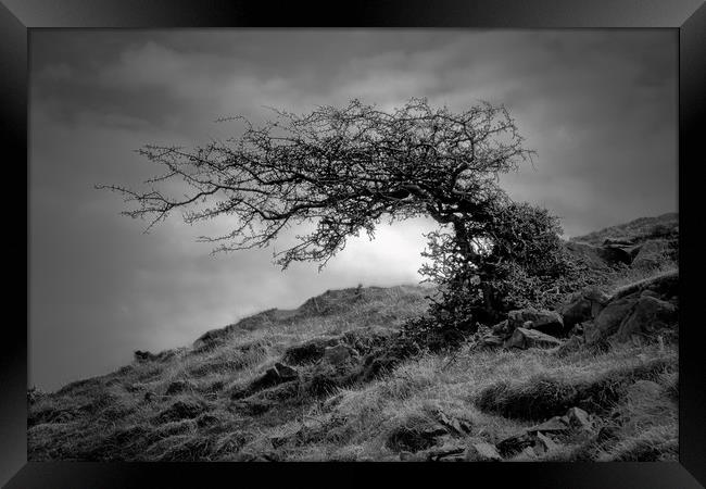 Monochrome Windswept Tree                          Framed Print by jason jones