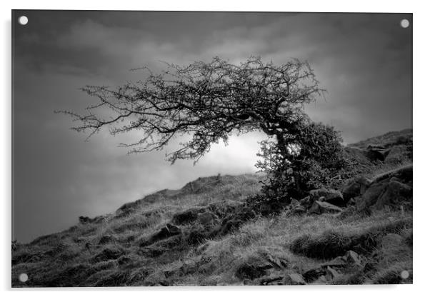 Monochrome Windswept Tree                          Acrylic by jason jones
