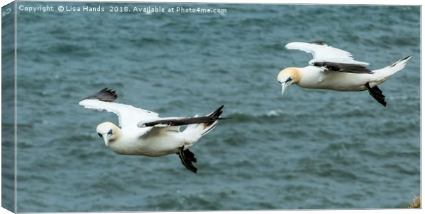 Gannets 2 Canvas Print by Lisa Hands