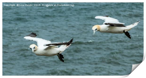Gannets 2 Print by Lisa Hands