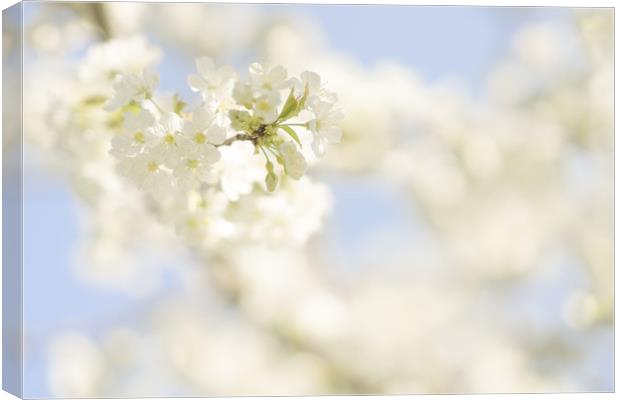 Soft white cherry blossom Canvas Print by Anna Anisimova