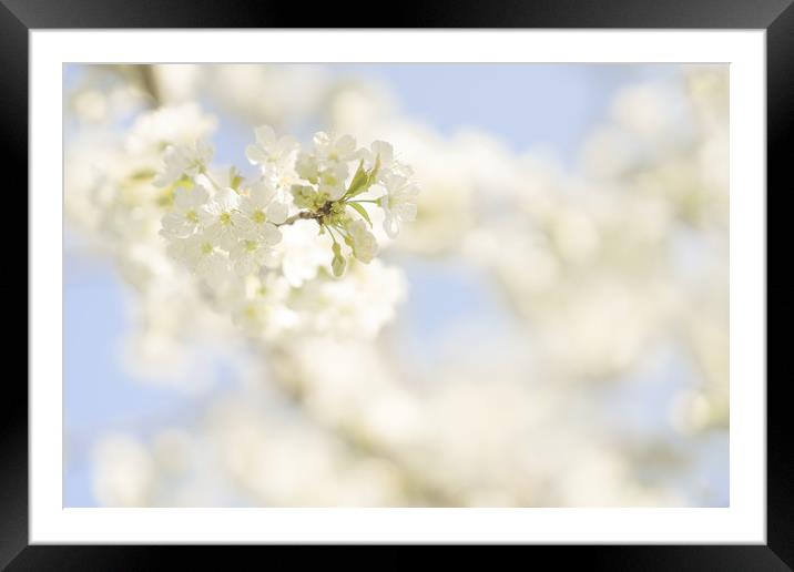 Soft white cherry blossom Framed Mounted Print by Anna Anisimova