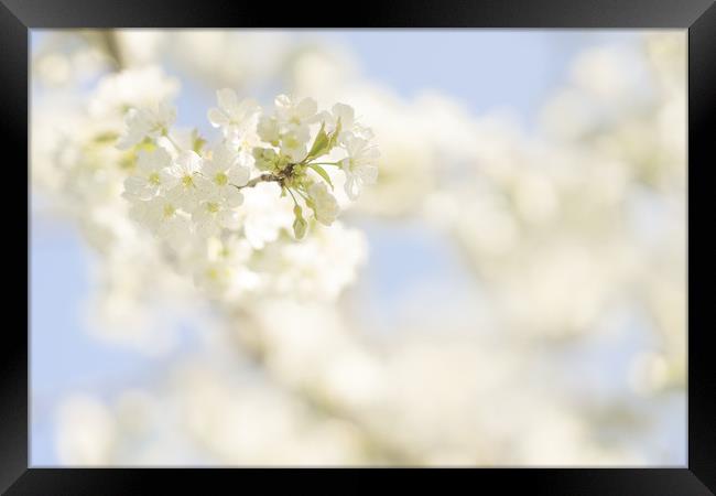 Soft white cherry blossom Framed Print by Anna Anisimova