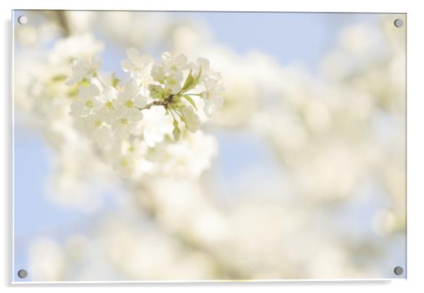Soft white cherry blossom Acrylic by Anna Anisimova
