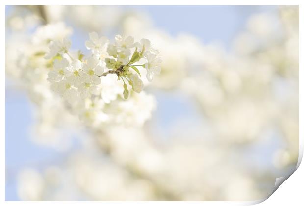 Soft white cherry blossom Print by Anna Anisimova