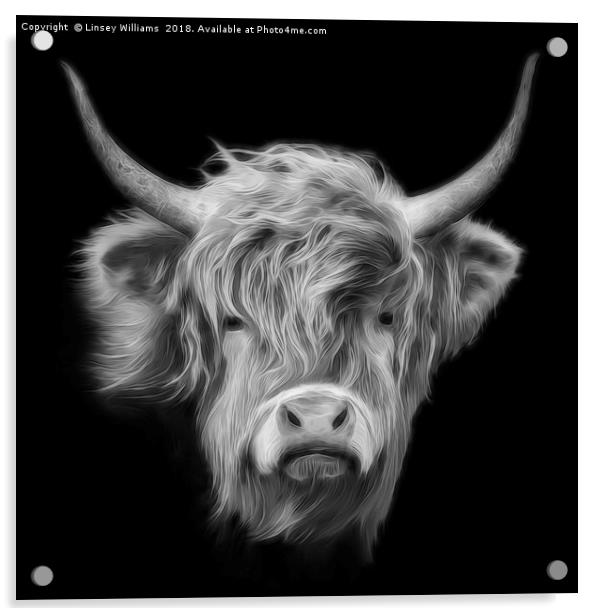 Highland Cow in Black and White Acrylic by Linsey Williams