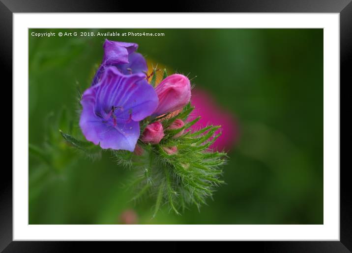 Vipers Bugloss Framed Mounted Print by Art G