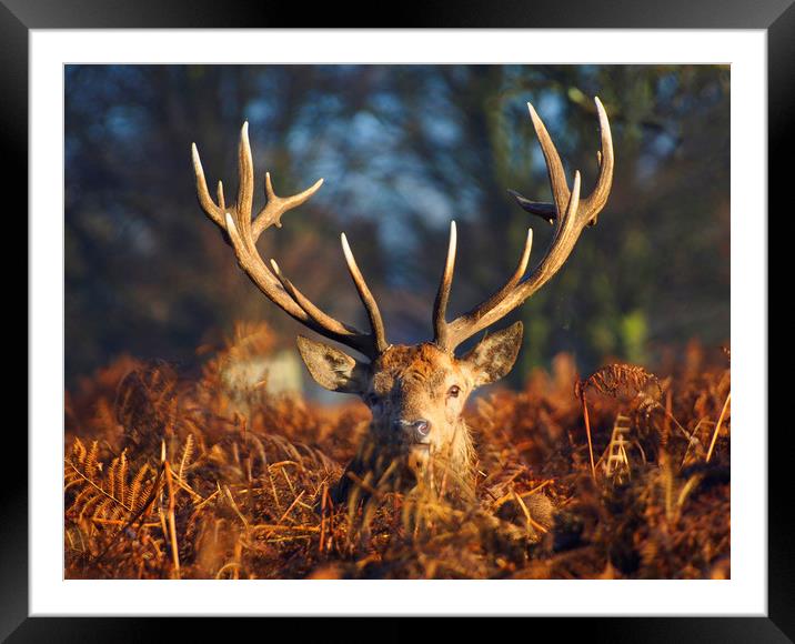 Stag Looking At Me Framed Mounted Print by Clive Eariss