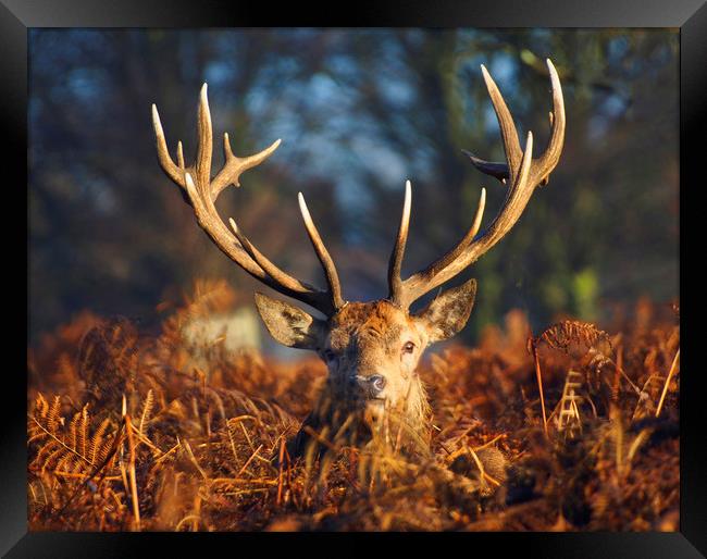 Stag Looking At Me Framed Print by Clive Eariss