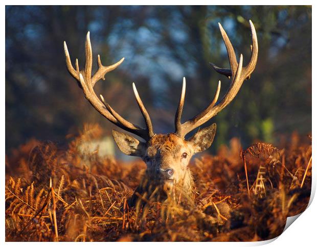Stag Looking At Me Print by Clive Eariss