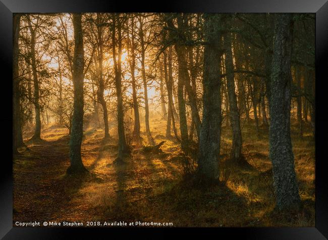 Woodland Glow Framed Print by Mike Stephen