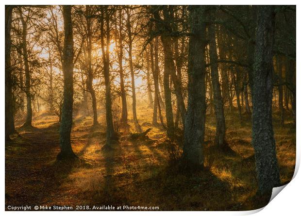 Woodland Glow Print by Mike Stephen