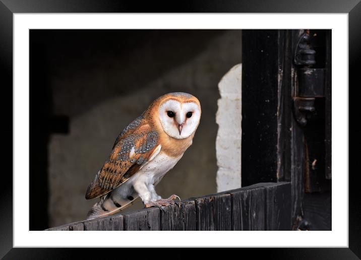 Barn Owl Framed Mounted Print by Neil Greenhalgh