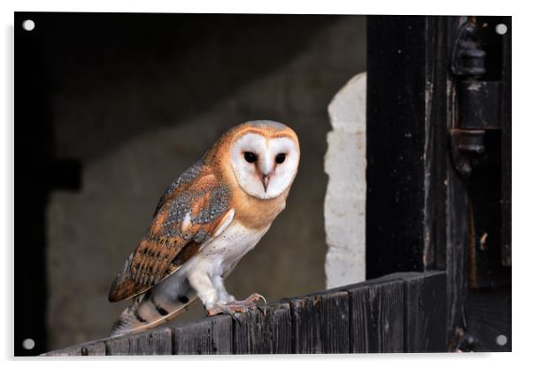 Barn Owl Acrylic by Neil Greenhalgh