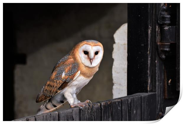 Barn Owl Print by Neil Greenhalgh