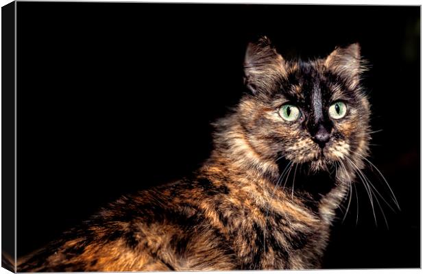 Lovely green eyed cat looking front Canvas Print by Juan Ramón Ramos Rivero